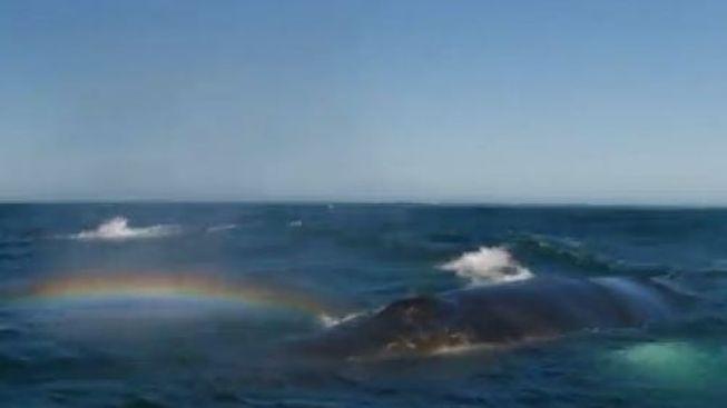 Zázračná velryba: Z dýchacího otvoru vydechla duhu