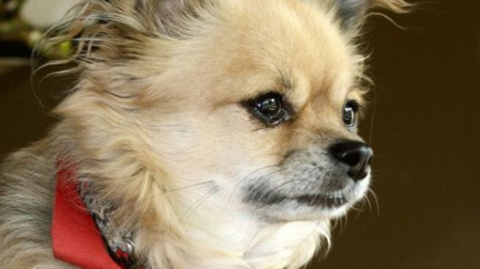 Spor o odškodné za nejmenšího psíka skončil verdiktem ÚS