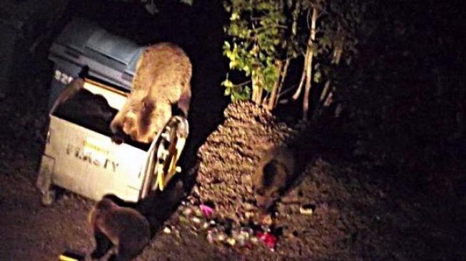 Kuriózní případ z Tater: Medvěd vyskočil na muže (31) přímo z popelnice