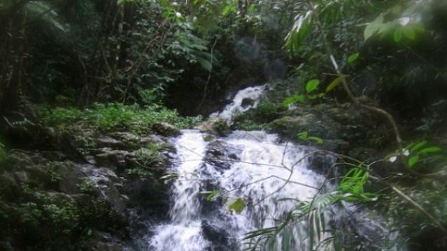 Cameron v Brazílii spustil kampaň k výsadbě milionu stromů 