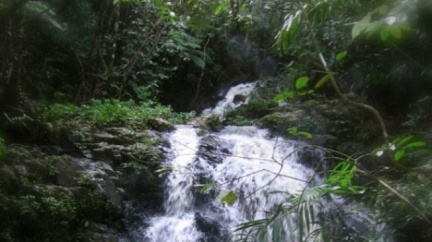 Cameron v Brazílii spustil kampaň k výsadbě milionu stromů 