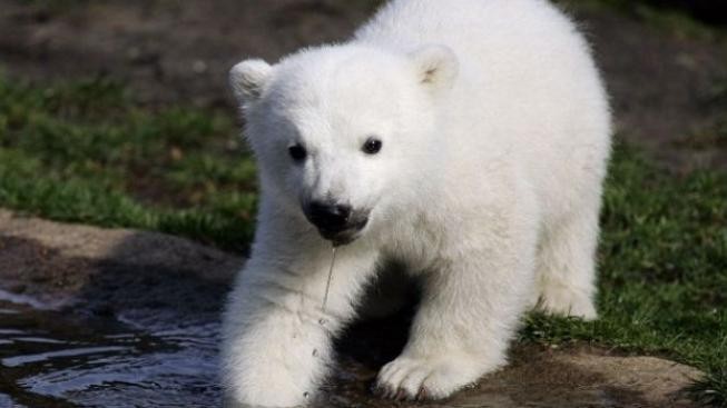 V americké ZOO uplavali při povodních 2 tuleni a lední medvěd