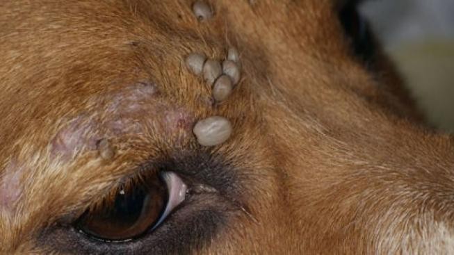 Chraňte sebe i psy před klíšťaty 