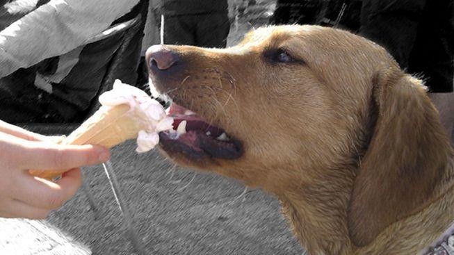 Řím sužovaný vedrem má dobrou zprávu pro psy