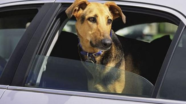 Šibenik: Psí hotel