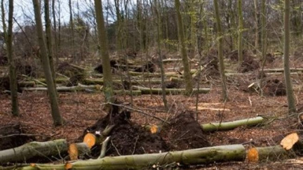 Dřevorubce zavalil při kácení strom, nepřežil