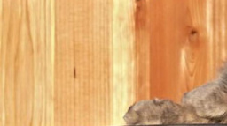 Příprava auta na jaro