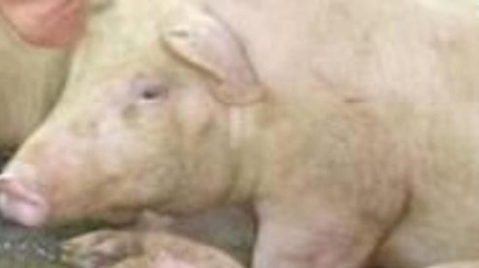 V Česku dosud na prasečí chřipku zemřelo 101 lidí, jeden za týden