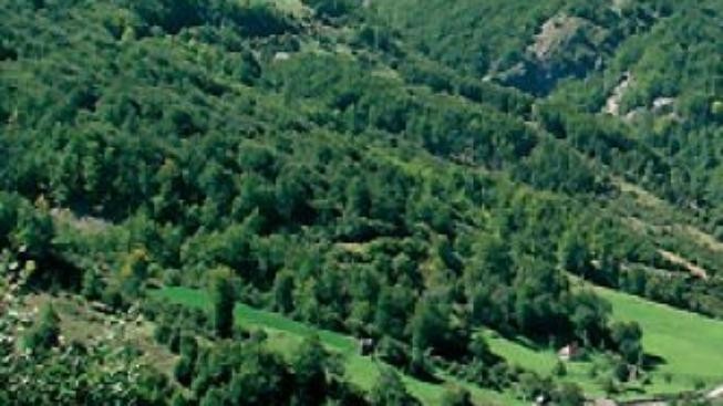 Albánie: léčivé byliny