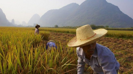 Obchodník s rýží zázračně zbohatl. Koupil neexistující americkou firmu