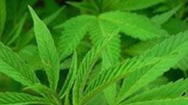 Žena, která pěstovala konopí, byla u soudu zproštěna viny