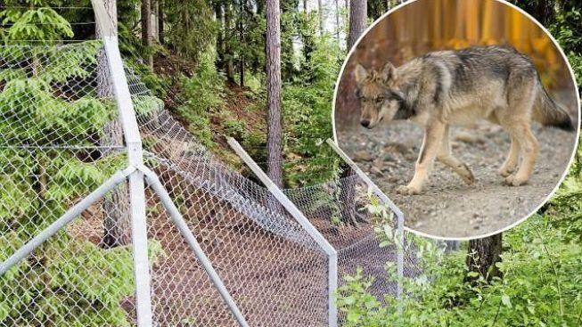 Smečka osmi vlků rozsápala zaměstnankyni švédské zoo