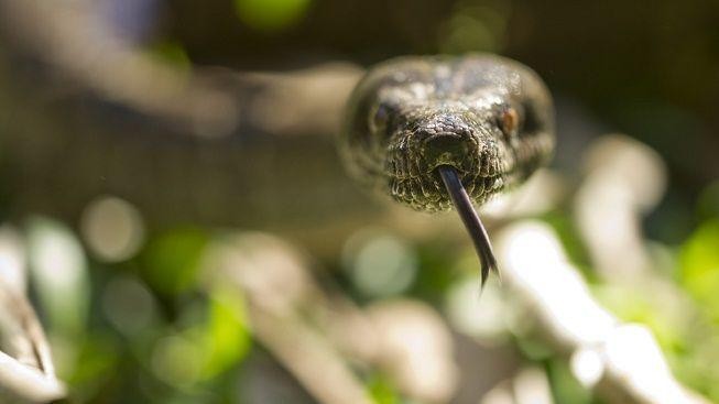 Drama v autobuse: Mezi cestující se ze zavazadla vyplížili jedovatí hadi