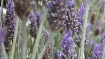 Příruční bylinková lékárna