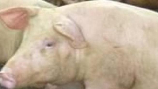 Svátky zmírnily nárůst nakažených prasečí chřipkou