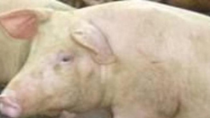 Svátky zmírnily nárůst nakažených prasečí chřipkou