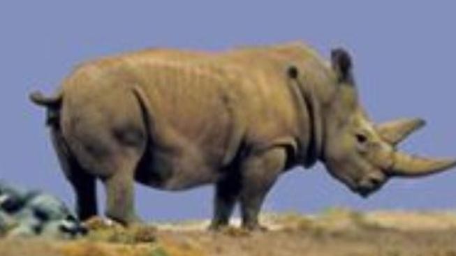 Vzácní nosorožci bílí už dorazili z Česka do Keni