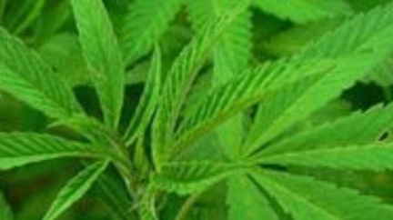 Od Nového roku nebude trestné držení 15 gramů marihuany