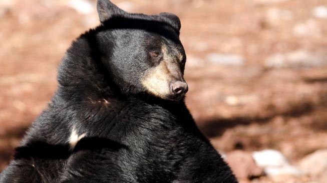 Američtí ochránci přírody se rozhodli odchytit prvního medvěda baribala