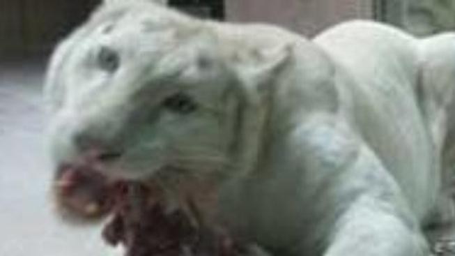 Lvi v liberecké ZOO zabili vzácnou bílou tygřici