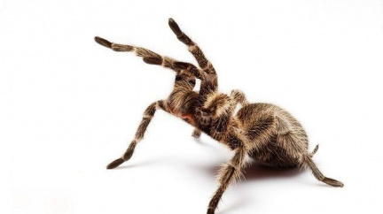 Na internetu se stále více rozvíjí černý obchod s chráněnými druhy zvířat 