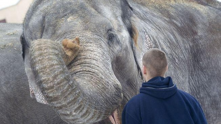 Geniální umělkyně slonice Shanti vystavuje své malby v pražské galerii!