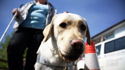 Řidič autobusu smetl slepce na přechodu pro chodce