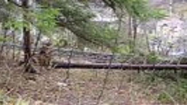 Podle Sobotky by kůrovce měla řešit meziparlamentní komise