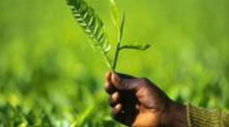 Základní informace o čaji