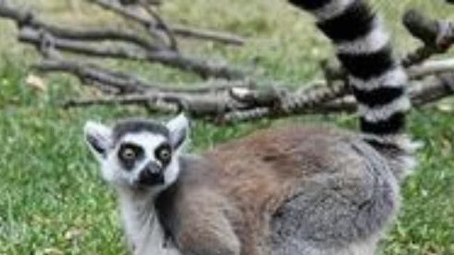 Vizitky zoologických zahrad v ČR