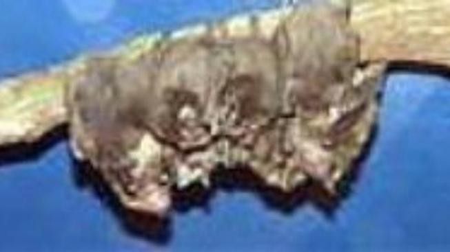 Nedémonizujme netopýry!