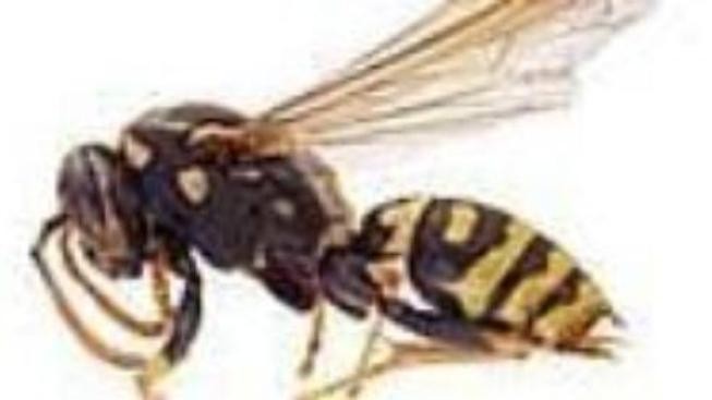 Létající nebezpečí