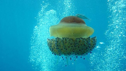 Medúzy se mohou objevit i ve Vltavě