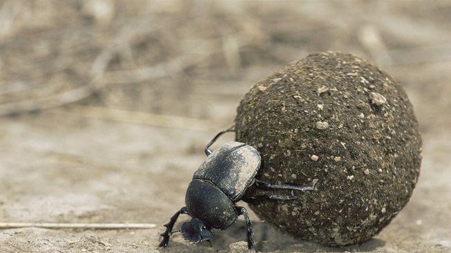 Exkrementy a trus všeho druhu! Navštivte švýcarské muzeum