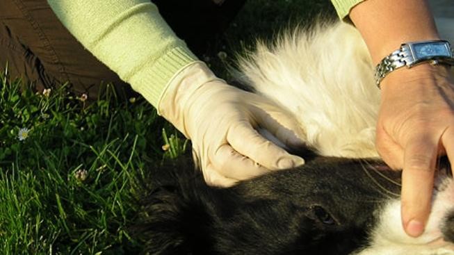 Jak předejít nemocem přenášeným klíšťaty?