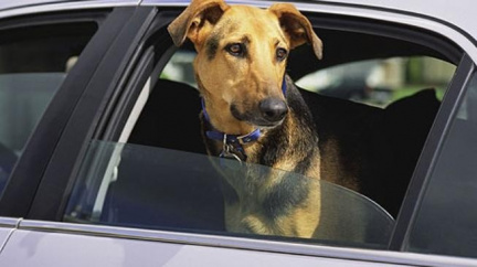 Cestování se zvířátky