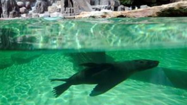 Tip na víkend: za lachtany do pražské zoo