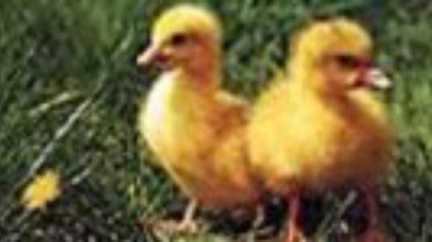 USA: V módě jsou slepice