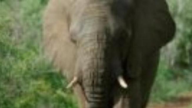 Zimbabwe: Emigrace slonů