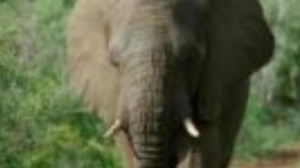 Zimbabwe: Emigrace slonů