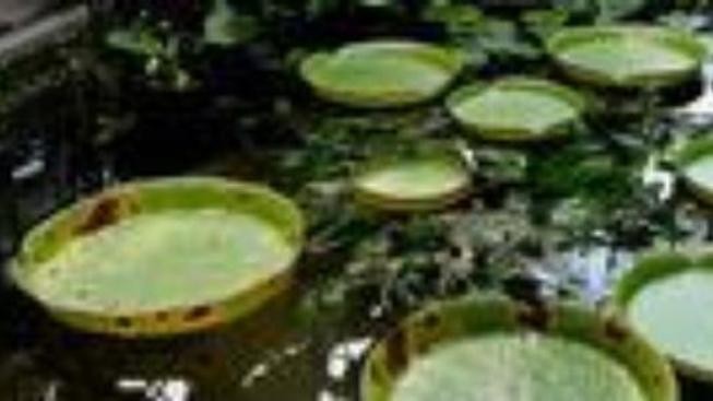 Vzácná viktorie královská v Brně