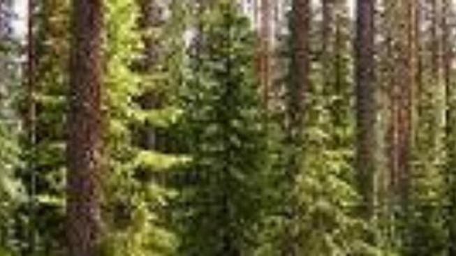 Lesík Opičák: Vítání ptačího zpěvu