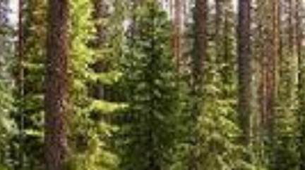 Lesík Opičák: Vítání ptačího zpěvu