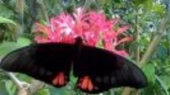 Něžná krása křídel motýlích...