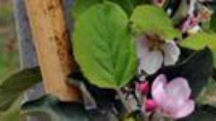 Šlapanické medové dny