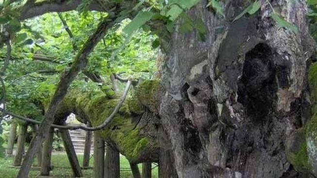 Ve kterém městě najedete taneční parket na stromě?