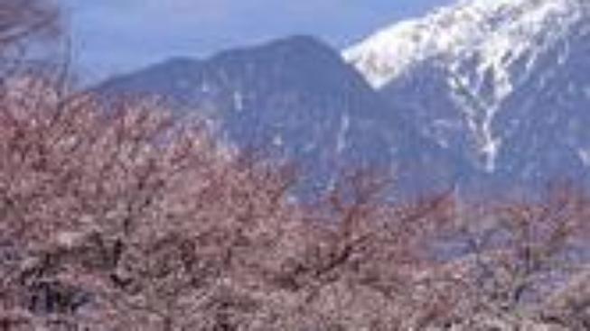 Jarní Tokio v květech sakury