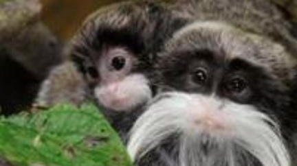 Jihlavská zoo je plná mláďat