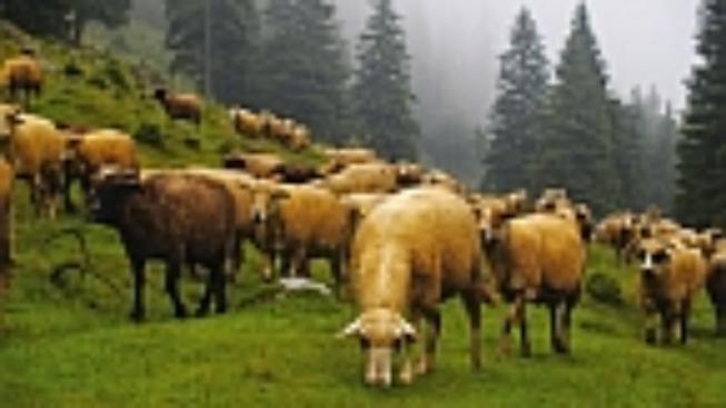 Zvoní ovcím v Rumunsku hrana?