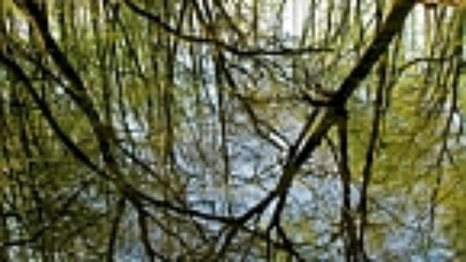 Tropický prales po česku